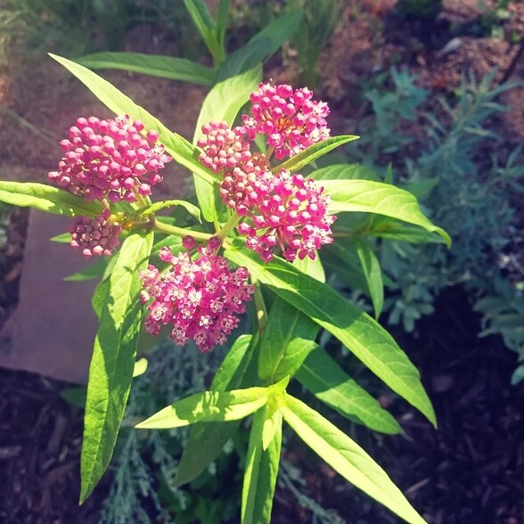 More Photos Of 420 Downing St, Denver Office Residential For Lease