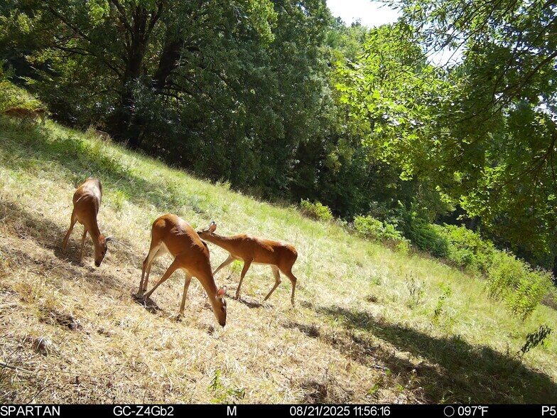 More Photos Of County Road 2592, Marietta Land For Sale