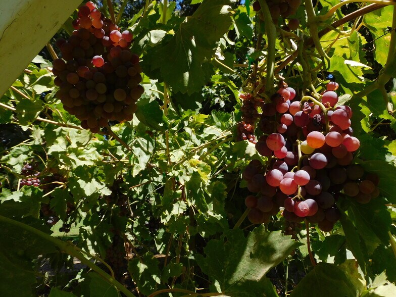 More Photos Of 8241 Koch Rd, Bakersfield Land For Sale