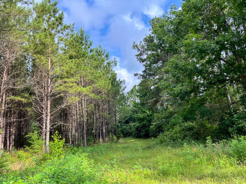 More Photos Of Farm to Market Road 1725, Willis Land For Sale