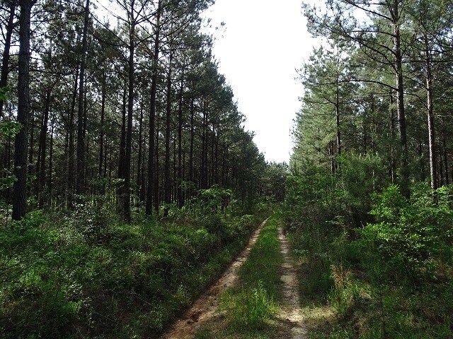 More Photos Of Courtney Rd, Lumberton Land For Sale