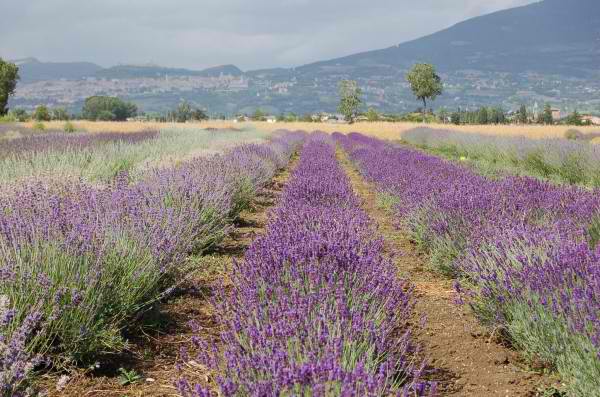 More Photos Of 1643 Cuyama Hwy, Maricopa Land For Sale