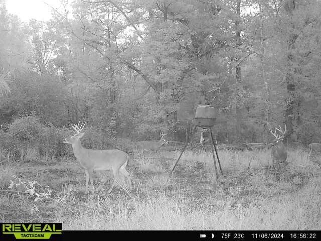 More Photos Of 17675 Cedar Springs Rd, Blakely Land For Sale