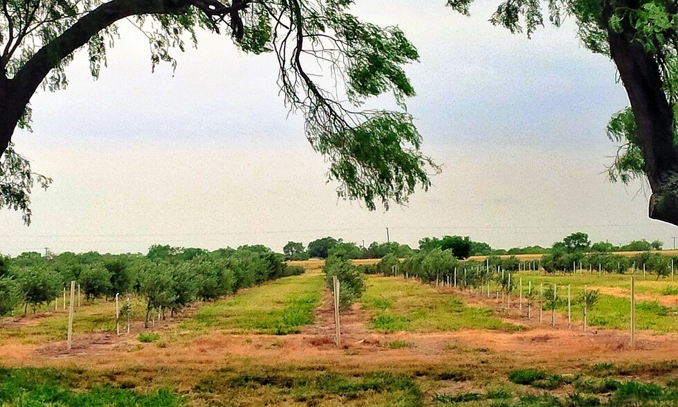 More Photos Of 9846 CR 260, Realitos Land For Sale