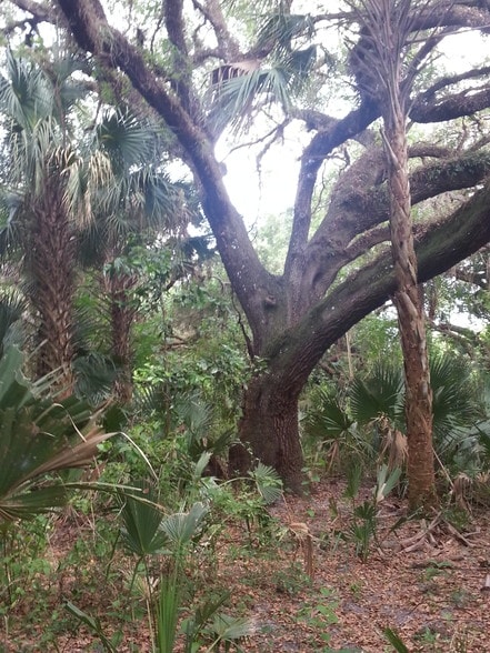 Primary Photo Of 23600 Palm Beach Blvd, Alva Land For Lease