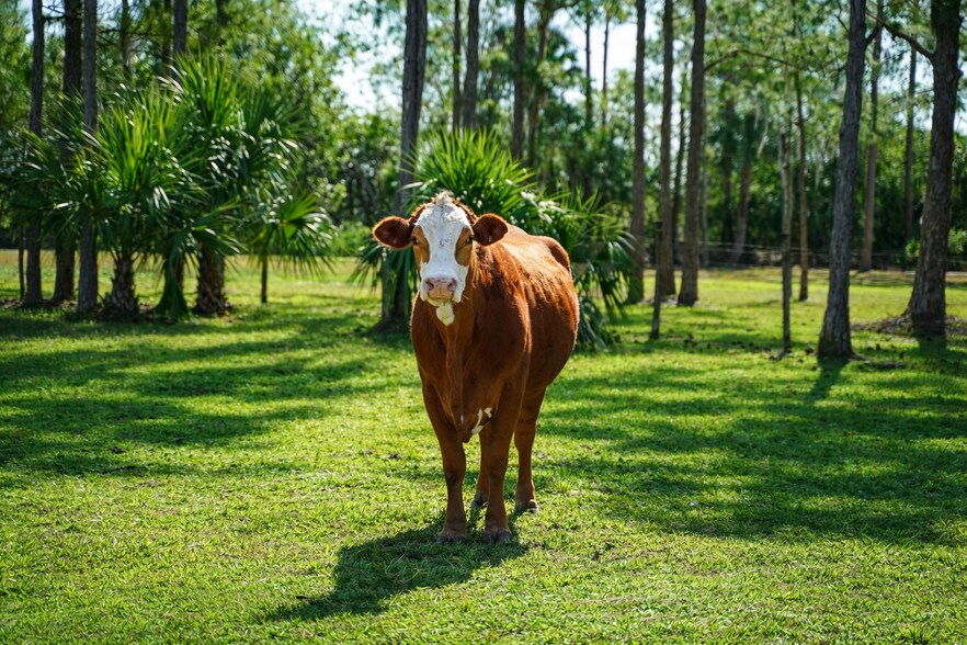 More Photos Of 4350 Bridge rd, Hobe Sound Land For Sale