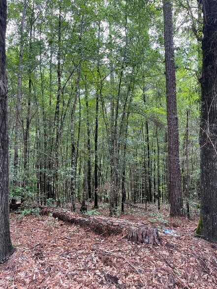 More Photos Of 17796 Dry Branch loop, Northport Land For Sale