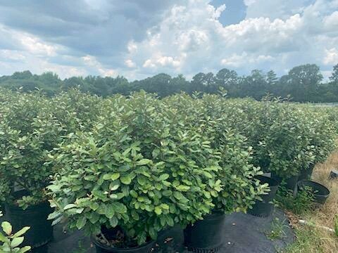 More Photos Of 224 Co Rd 096, Jasper Land For Sale