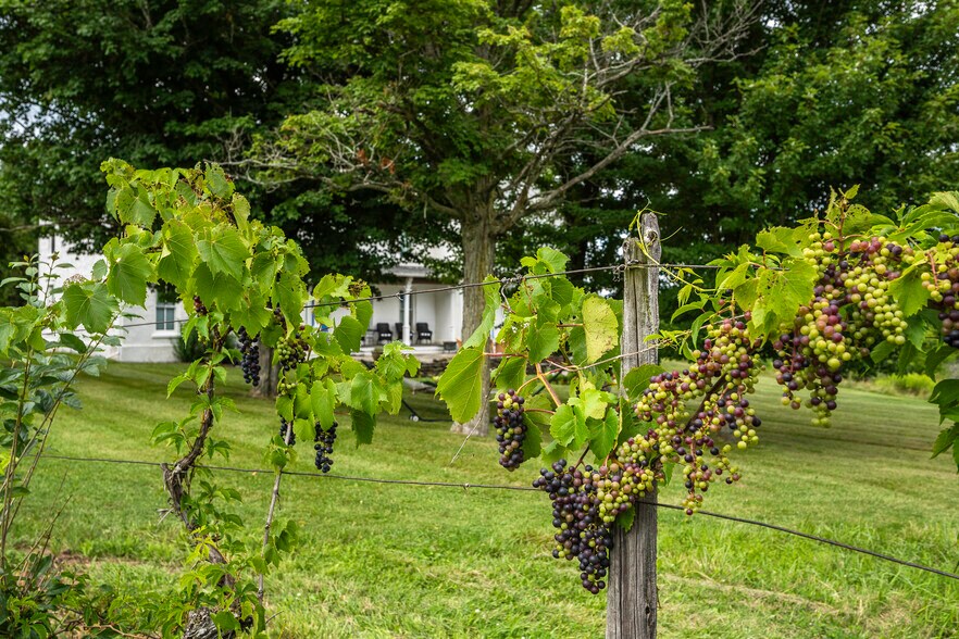 More Photos Of 9940 Middle Rd, Hammondsport Winery Vineyard For Sale