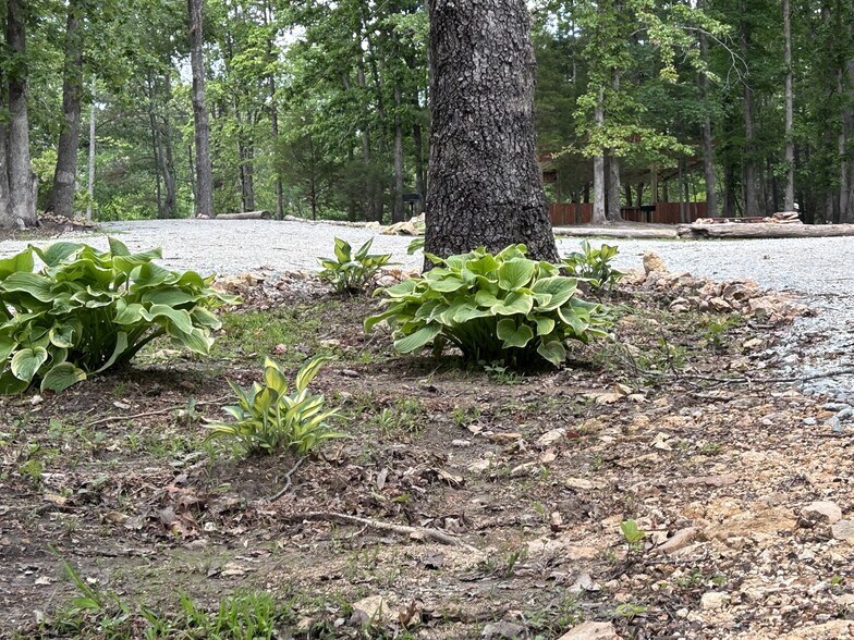 More Photos Of 3176 Summertown Hwy, Summertown Land For Sale