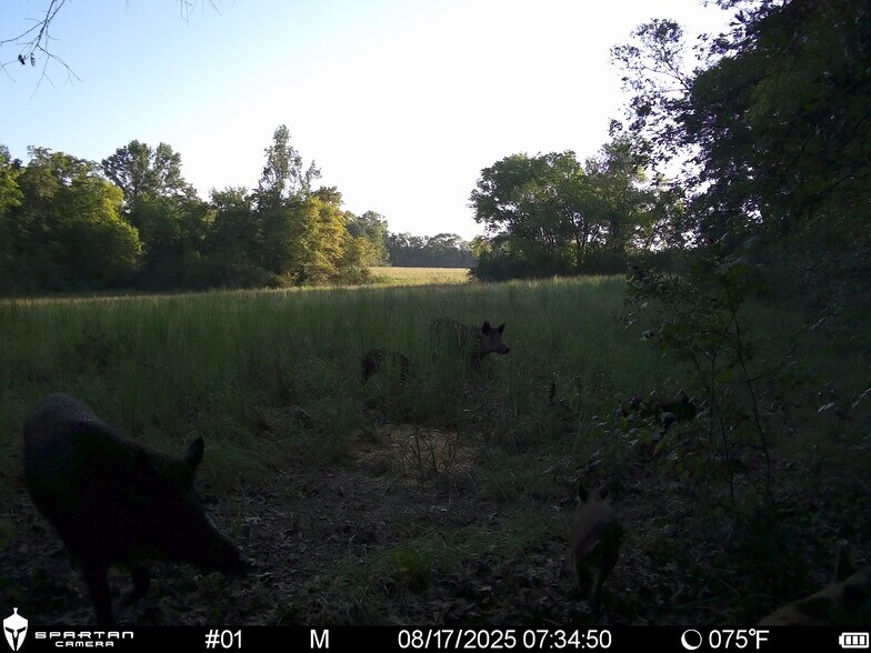 More Photos Of County Road 3311, Omaha Land For Sale