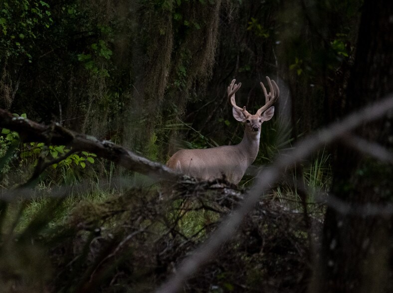 More Photos Of 134 Shoreside Trail, Crescent City Land For Sale