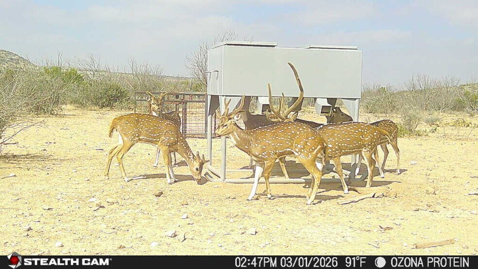 More Photos Of 0000 Clegg Rd, Ozona Land For Sale
