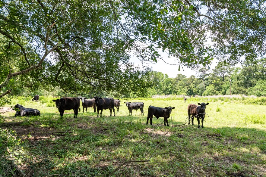 More Photos Of 16100 FM 1485 Rd, Conroe Land For Sale