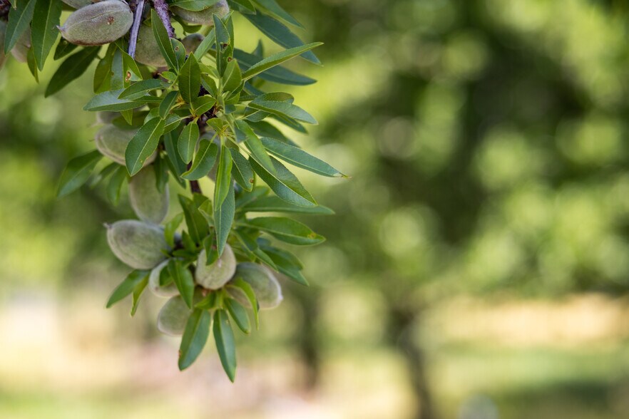 Primary Photo Of South Quinley Ave @ West Dickenson Ferry Rd, Merced Land For Sale