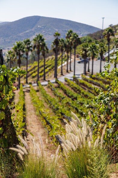 More Photos Of 2286 Sunshine Mountain Rd, San Marcos Winery Vineyard For Sale