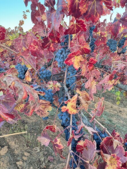 More Photos Of 10580 Dickson Rd, Plymouth Winery Vineyard For Sale