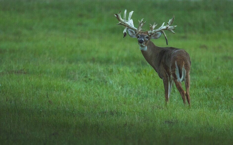 More Photos Of 18618 Hwy 43, Linden Land For Sale