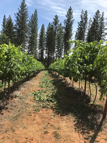 More Photos Of 14762 Wabash Ave, Grass Valley Winery Vineyard For Sale