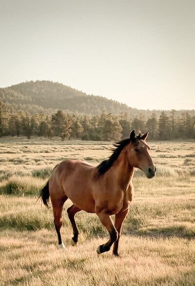 More Photos Of 34300 Holcomb Valley Rd, Fawnskin Land For Sale