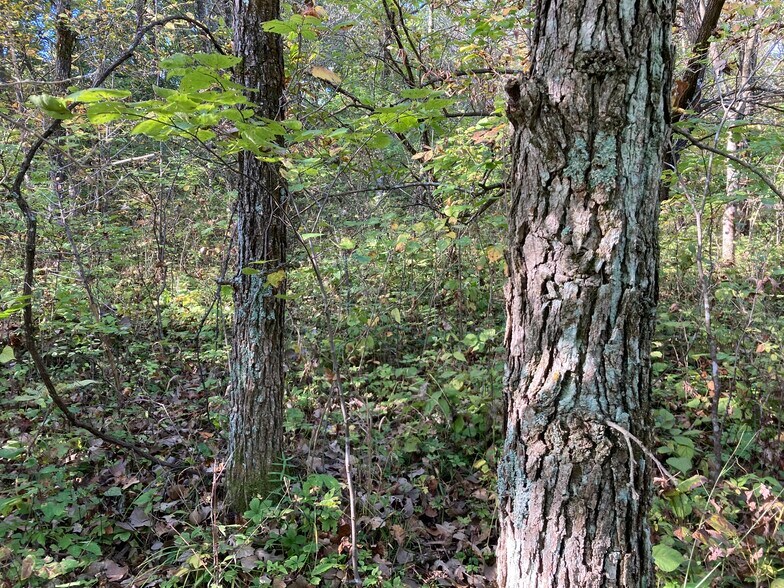 More Photos Of 22413 Highway C, Lawson Specialty For Sale