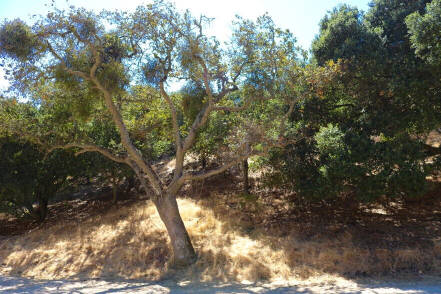 More Photos Of 32800 Johnson Canyon Rd, Gonzales Land For Sale