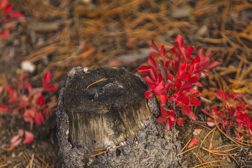 More Photos Of US Forest Service Rd, Silver Lake Land For Sale