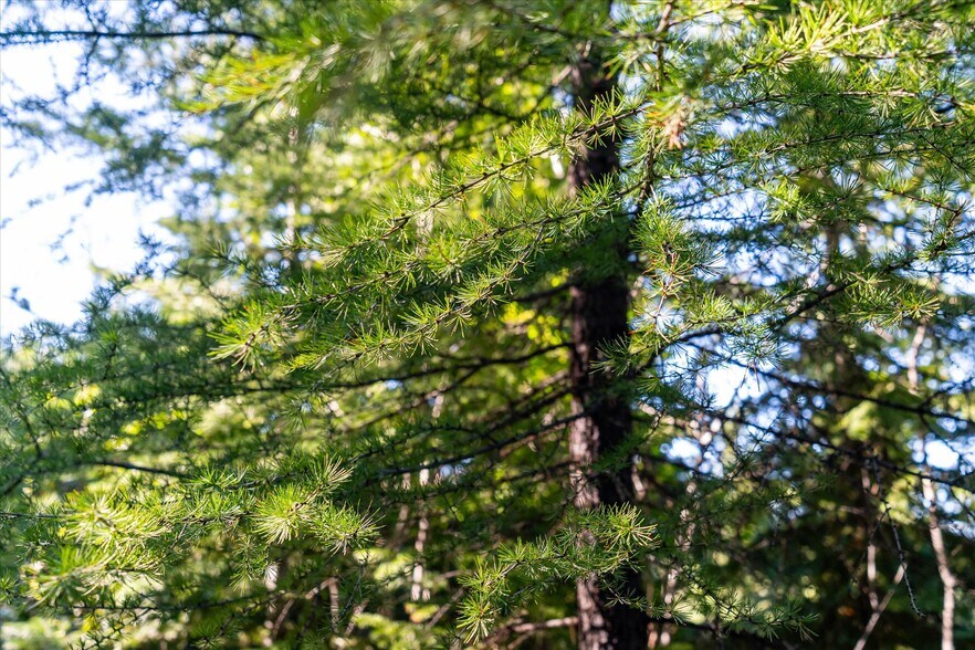 More Photos Of Nhn Logan Creek Road, Kila Land For Sale