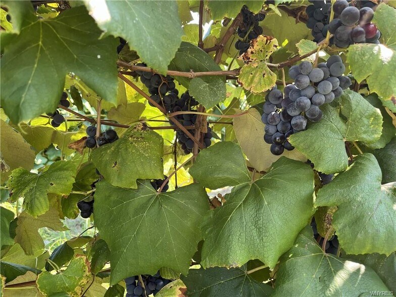 More Photos Of 10661 W Lake Rd, Ripley Winery Vineyard For Sale