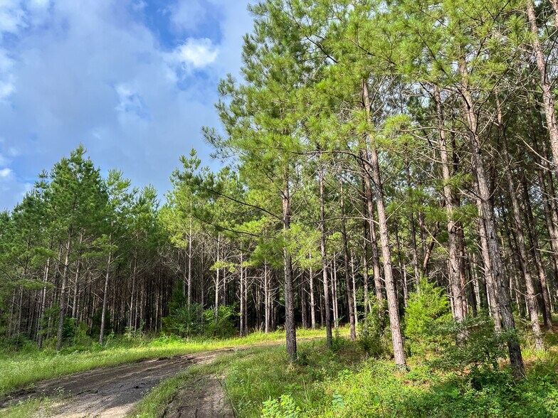 More Photos Of Farm to Market Road 1725, Willis Land For Sale