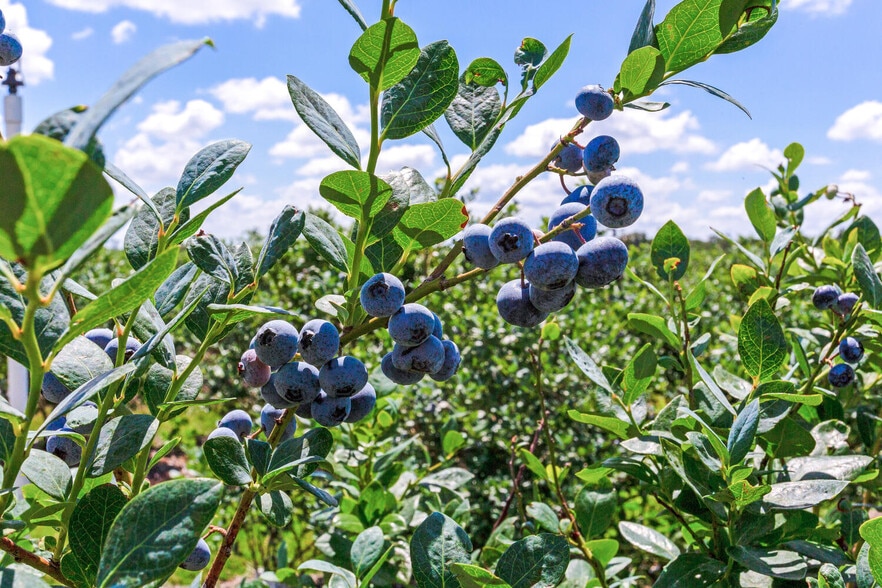 Primary Photo Of 3674 FL-64, Zolfo Springs Land For Sale