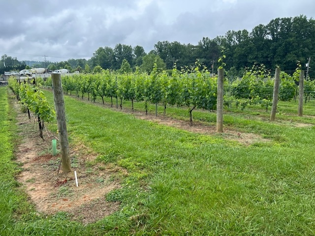 More Photos Of 124 Sandy Hill Ln, Hendersonville Winery Vineyard For Sale