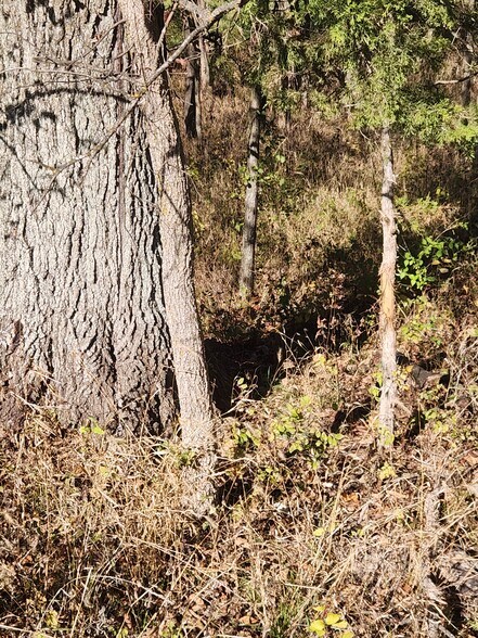 More Photos Of County Road 197 (5+/- Acres) Tract 3, Williamsburg Land For Sale