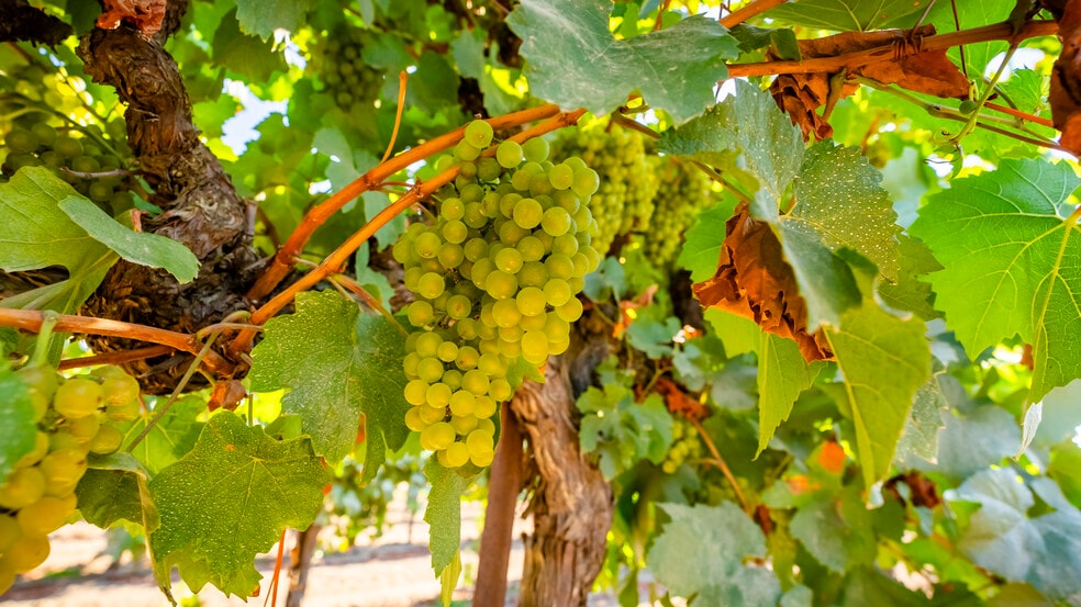 More Photos Of TFC Ranch, Lodi Land For Sale