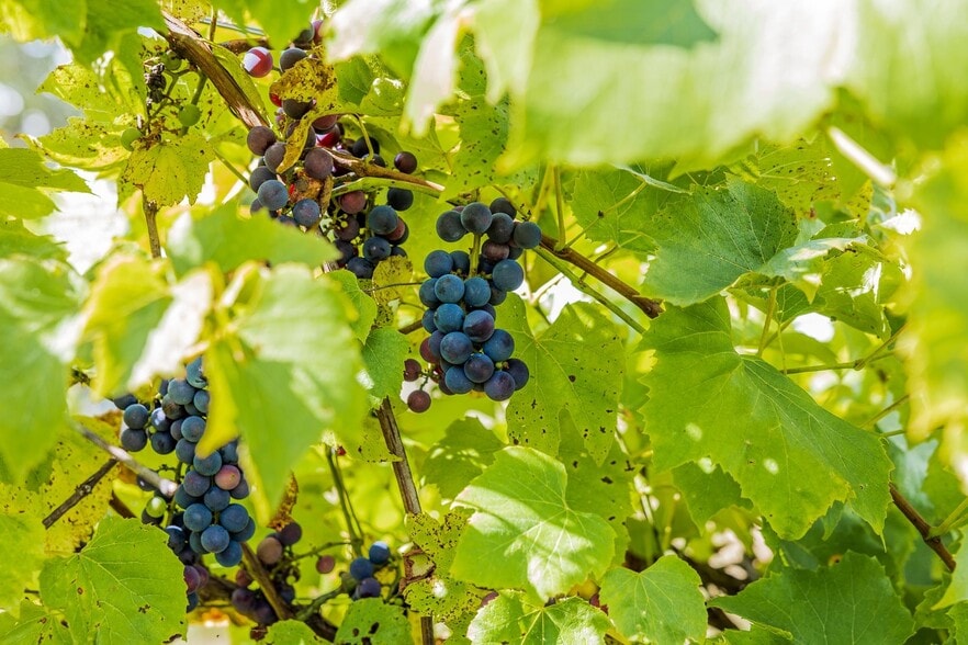 More Photos Of 1950 Collins Rd, Halifax Winery Vineyard For Sale