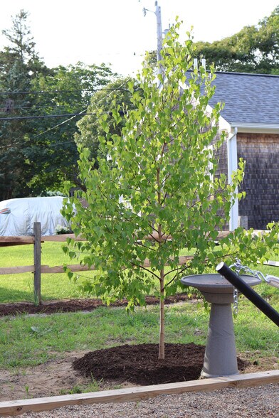 More Photos Of 9 Brunswick Ave, Vineyard Haven Specialty For Sale