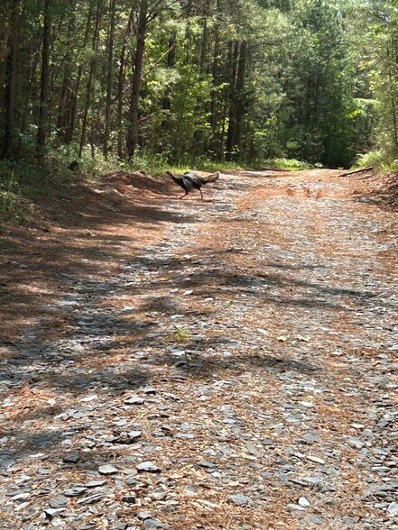 More Photos Of 00 00 Youngstown Rd, Goochland Land For Sale