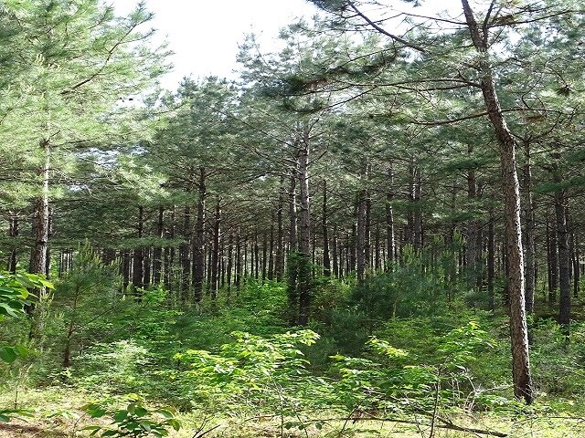 More Photos Of Courtney Rd, Lumberton Land For Sale