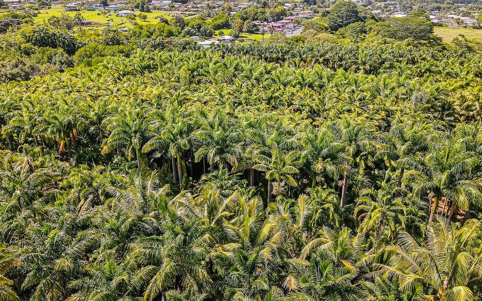 More Photos Of 27-2760 Hawaii Belt Rd, Pepeekeo Land For Sale