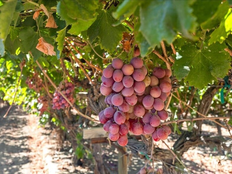 More Photos Of 34338 Nevis Ave, Mc Farland Horse Stables For Sale