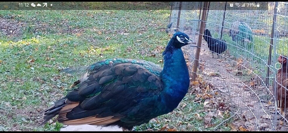 More Photos Of , Catskill Unknown For Sale