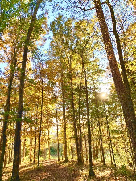 More Photos Of 1882 Barber Creek Rd, Statham Land For Sale