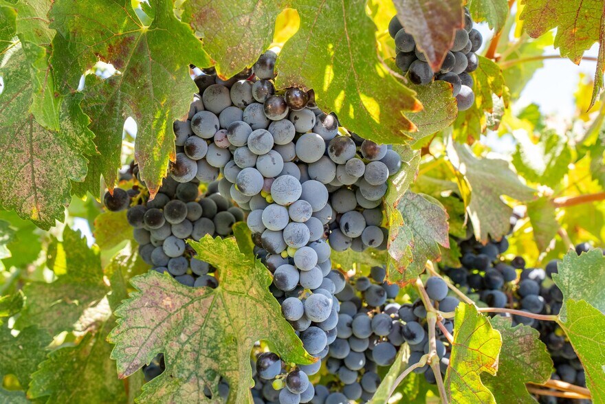 More Photos Of 8283 Cross Canyons Rd, San Miguel Winery Vineyard For Sale