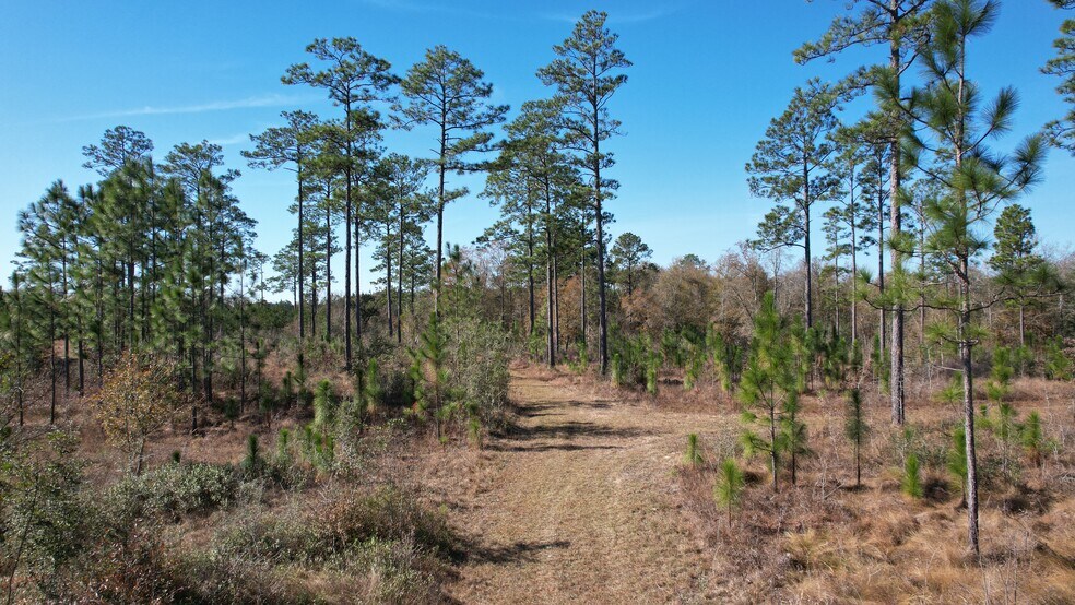 More Photos Of 17675 Cedar Springs Rd, Blakely Land For Sale