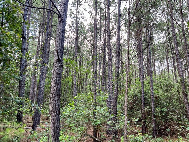 More Photos Of 00 FM 2793, New Waverly Land For Sale