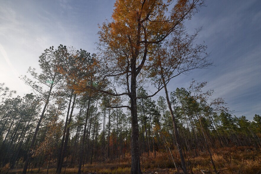 More Photos Of 480 Martin Rd, Cotton Valley Land For Sale