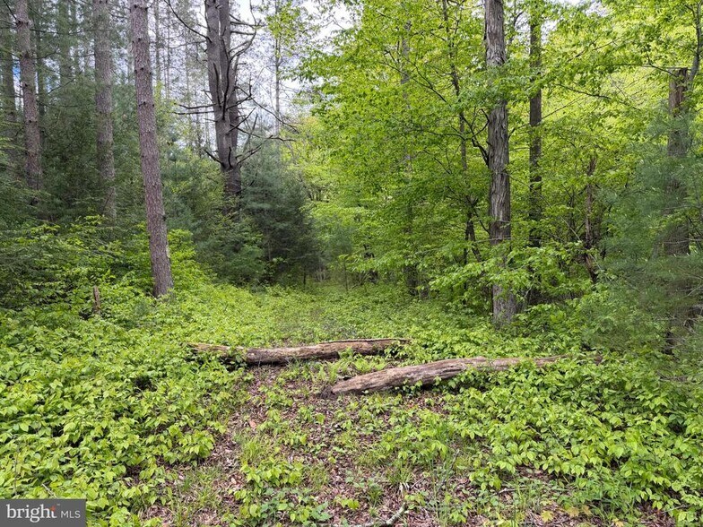 More Photos Of 1226-1227 Cross Fork Creek Rd, Cross Fork Land For Sale