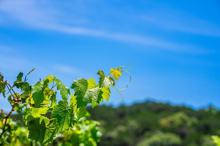 More Photos Of 5081 Bandera Hwy, Camp Verde Winery Vineyard For Sale