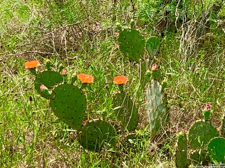 More Photos Of 4703 Scenic Lake Dr, Schertz Land For Sale