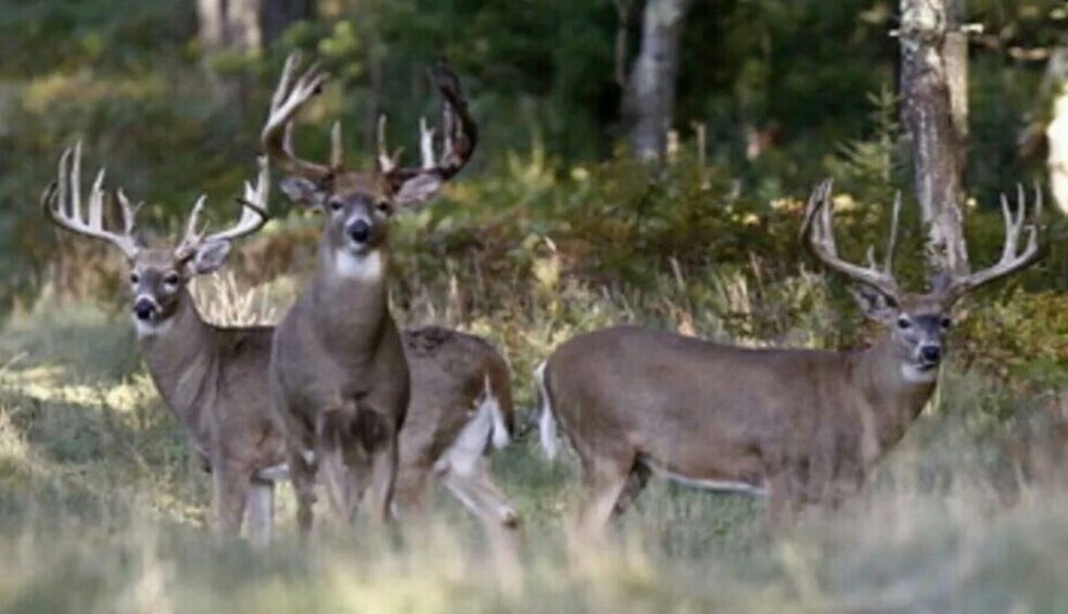 More Photos Of Near Little Washington Virginia, Washington Land For Sale